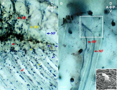 Are superficial neuromasts proprioceptors underlying fast copulatory behavior?